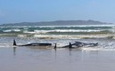 25 ballenas han quedado varadas en Nueva Zelanda. Foto: AFP