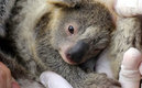 El pequeño koala de hecho nació en enero, pero hasta este 27 de mayo lo anunciaron. (Australia Reptile Park)