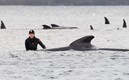 La tragedia en Australia con las ballenas que han quedado varadas. Foto: EFE