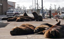 Los lobos marinos llegaron a los puertos de Mar del Plata y de ahí a las calles. (La Nación)