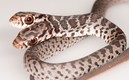 Esta la serpiente que encontró una familia en Florida, Estados Unidos. Foto: FWC Fish and Wildlife Research Institute