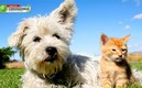 Los animales pueden ayudar a los humanos a mejorar su estado de ánimo.
