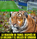 Los mejores memes del América 3-1 Tigres; los chiquitines nunca crecerán