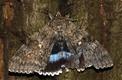 Encuentran especie rara y gigante de mariposa en Chernobyl