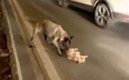 El perro al ver que no reaccionaba el gato, lo jaló a la orilla. (Foto: captura de video)