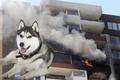 Policías de la CDMX rescataron a un perro de un incendio