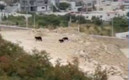 Osos paseaban por un lugar cerca de colonias y carretera. (Foto: Telediario)