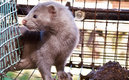 Los animalitos se encuentran resguardados. (Google libre)