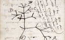 Imagen del árbol de la vida dibujado por Darwin en un cuaderno de notas que probablemente ha sido robado de la Universidad de Cambridge. (DPA)