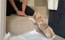 El perrito junto  a su nueva familia. (DPA)