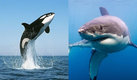 Las orcas han desplazado al tiburón blanco de Sudáfrica, uno de sus grandes santuarios. (Google)