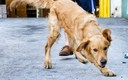 Los Golden Retriever ya están con sus nuevas familias (Foto: EFE)