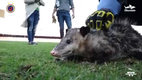 Jarochito se está recuperando de sus lesiones. (Foto: Club Veracruz)