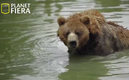 León presentó a su nuevo refuerzo al estilo Animal Planet. (Captura)