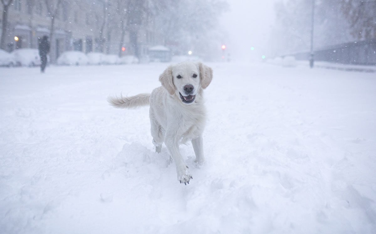 Las mascotas también disfrutaron de la nieve. (AFP)