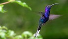 Colibríes detectan una gran gama de colores. (Foto: AP)