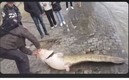 El enorme pez fue sacado del río para que fuera visto por la gente; después, lo regresaron al río. Foto: Captura de Pantalla.