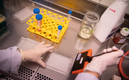 La plitidepsina mostró una eficacia antiviral prometedora. (FOTO: AFP)