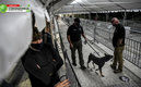 Los perros están entrenados para encontrar un aroma específico (AFP)