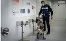 El proyecto fue bautizado como Cynocov. (FOTO: AFP)