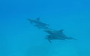 Delfines durmiendo.