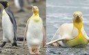 Jamás se había visto a un  pingüino amarillo. FOTOS: @yves_adams