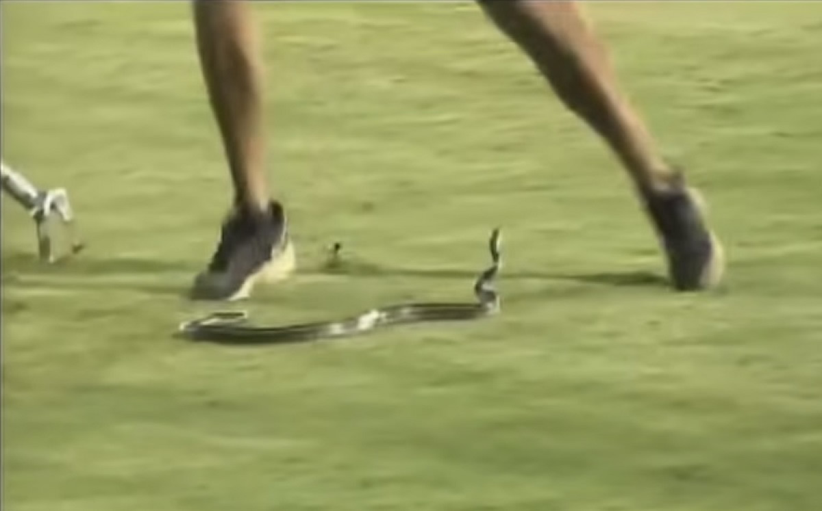 [VIDEO] El día en que una serpiente se metió a un campo en pleno juego