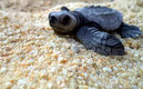 Las tortugas que nacieron en la costa de Brasil son de la especie Carey. (Google)