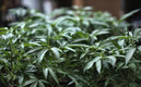 La votación de la ONU reconoce la utilidad médica del cannabis. (FOTO: AFP)