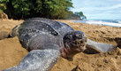 La tortuga laúd es el quelonio marino más grande del mundo. (Google)