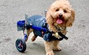 El perro Henry se ha ganado el cariño de los niños irlandeses. FOTO: @HenryfromChina