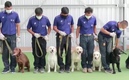 Los perros en Tailandia son entrenados para estar en aeropuertos. (Foto: captura de pantalla)