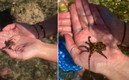 El pequeño animal es de los más letales en el mundo.