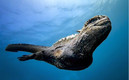 En las Islas Galápagos se puede bucear con iguanas marinas. (FOTO: Shelton Dupreez)