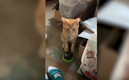 Kyo es un gato de cinco meses en Estados Unidos. (FOTO: captura)