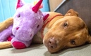 El perro adora al unicornio, no se separa de él. (Foto: Facebook)