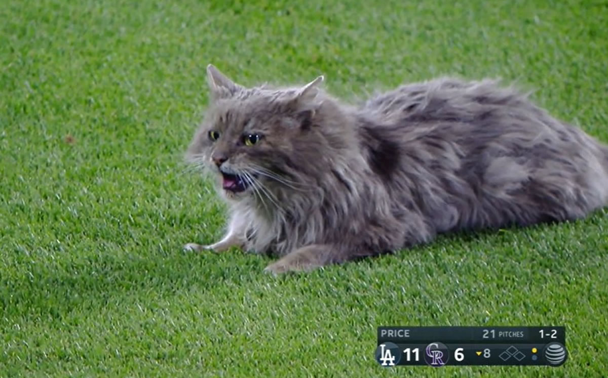 El gato se posó en los jardines del Coors Field (Captura)