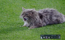 El gato se posó en los jardines del Coors Field (Captura)