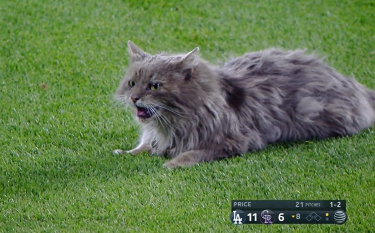 El Coors Cat escapó apenas momentos después de ser capturado. (Foto: @Rockies)