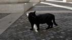 El gato negro ha sido relacionado como símbolo de la mala suerte. (Foto: AP)