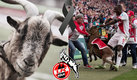 Hennes VIII fue jubilada como mascota del Köln en 2020. (TW @FCKoeln)