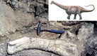 El dinosaurio herbívoro vivió en la etapa del Cretácico en lo que hoy es Chile. (AFP)