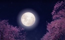 La Superluna de Flores es vista por muchas personas. (Foto: Milenio)