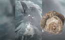 La ballena se encontraba flotando en el mar.