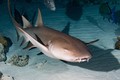 Los tiburones nodriza suelen ser inofensivos para el ser humano. Foto: Welovesharks.club