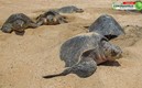 Le eclosión de las tortugas en Sonora. Foto: AFP