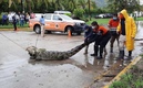 El cocodrilo sorprendió a habitantes y turistas. (Foto: Especial Telediario)