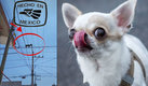 El perro chihuahua en cables de luz tiene casi un millón de likes. (TikTok | Google)