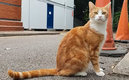 El es George, el gato. (DEPA)