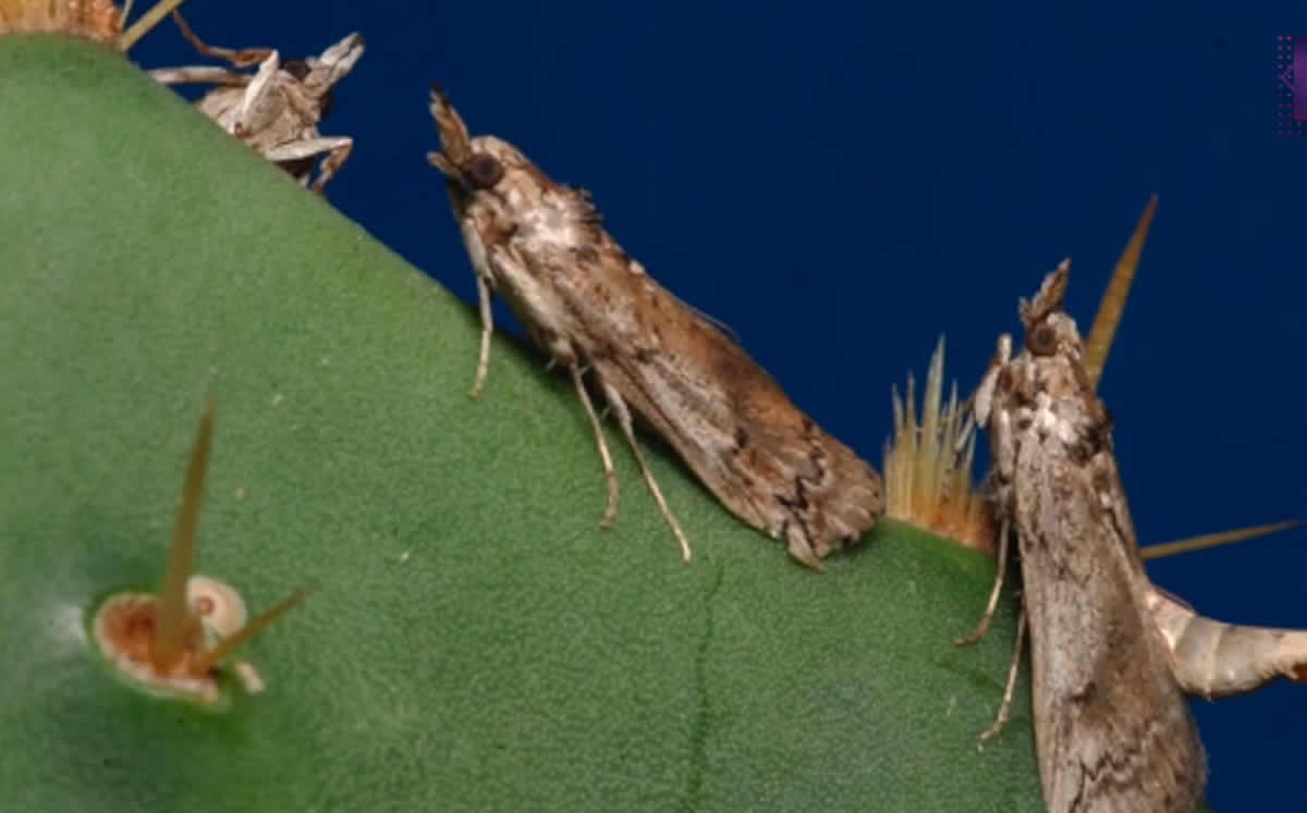 El insecto en un nopal.